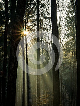 Sun rays penetrating the fog through the trees in the forest