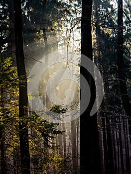 Sun rays penetrating the fog through the trees in the forest