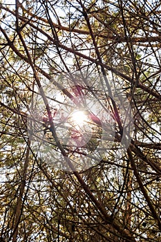 Sun rays penetrating through the pine tree branches in forest
