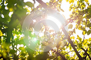 Sun rays penetrating through the tree crown branches