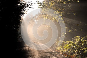 Sun rays penetrating through the trees in a forest