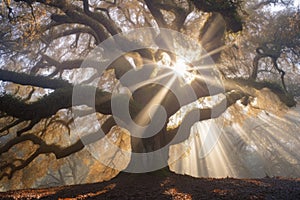 sun rays piercing through oak tree canopy