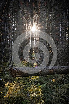 Sun rays in primeval coniferous forest, Dill valley, High Tatras mountains, Slovakia
