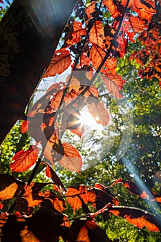 Sun rays through red leafs with flens flare.