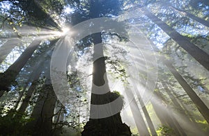 Sun Rays in Redwoods, CA photo