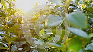 Sun rays seep through foliage and fluff fly around at summer day