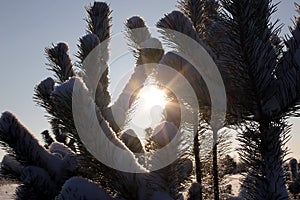 the sun rays seeping through the fir branches on a winter day