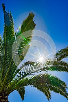 Sun rays shine through palm tree with deep blue sky