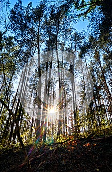 Sun rays shine through the trees in the forest