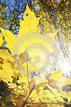 Sun rays shine among yellowed maple leaves in autumn forest. Young trees in the wild forest
