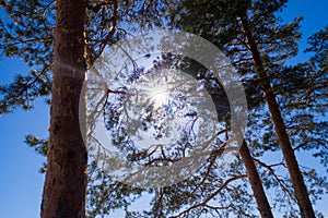 Sun rays shining bright through pine tree trunks and branches, blue sky as a background, backlit