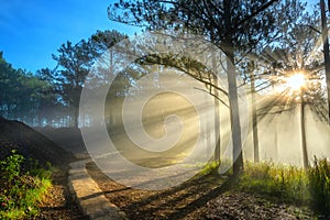 Sun rays shining down through the pine forest road foggy morning