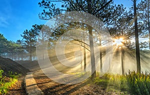 Sun rays shining down through the pine forest road foggy morning