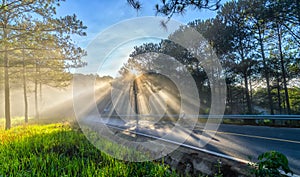 Sun rays shining down through the pine forest road foggy morning