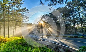 Sun rays shining down through the pine forest road foggy morning