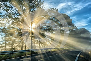 Sun rays shining down through the pine forest road foggy morning