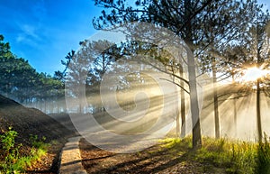 Sun rays shining down through the pine forest road foggy morning