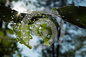 Sun rays shining through green and holey leaves on a tree