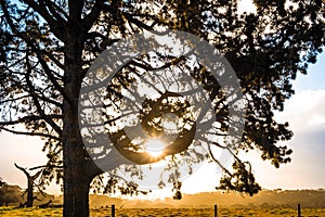 Sun rays shining through large tree branches.