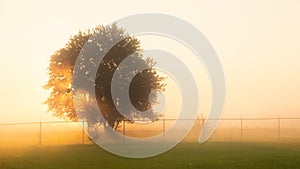 Sun rays shining thru tree in a foggy field at sunrise