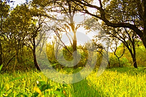 Sun rays shining through trees with defocused green grass field.