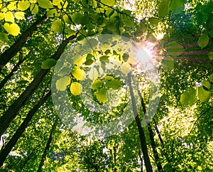 Sun rays shining through trees of a forest