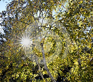 Sun rays shining through trees ,nature