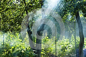 Sun rays in smoke. picnic on vacation and holiday. summer cottage is dacha. Making barbecue in nature near country house. smoke