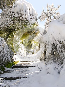 Sun rays between snow covered forest