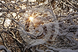Sun rays in snowy forest photo
