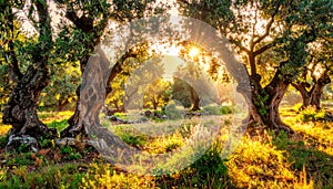 Sun Rays Streaming Through Gnarled Ancient Olive Trees in a Field olive grove ancient trees