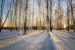 Sun rays streaming through tree trunks in a snow-covered birch grove on sunrise in winter