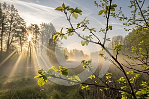 Sun rays at sunrise through spring leaves photo