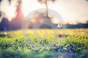 Amazing nature closeup green grass and dandelion meadow background with sun rays