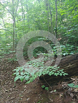 Sun rays thru the little limps