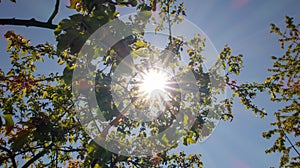 Sun rays tree. Blue sky. Green leaves. Bright sun rays effect flare