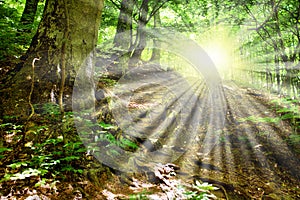 Sun rays through tree branches