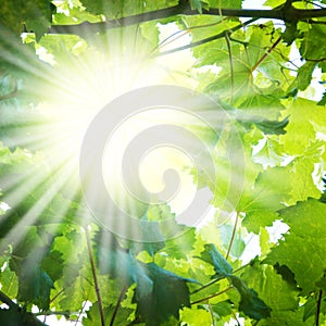 Sun rays through tree branches