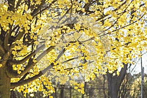 Sun rays through the tree branches