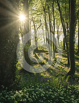 Sun rays between trees and bluebells, image captured in Courtmacsherry Wood in county Cork Ireland