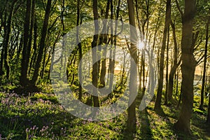 Sun rays between trees and bluebells, image captured in Courtmacsherry Wood in county Cork Ireland