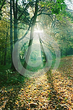 Sun rays between trees in forest