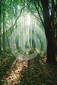 Sun rays between trees in forest