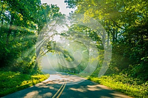 Sun rays through trees on road