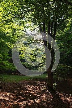 Sun rays between the trees in Urbasa forest