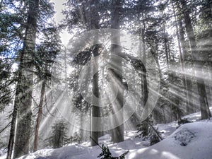 Sun rays in winter forest.