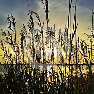Sun through Reeds at sunset