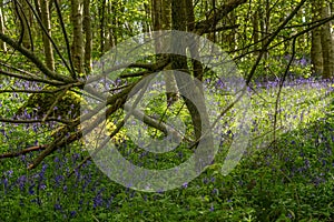 Sun Reflecting Through Fallen Branches and a Moss Covered Bolder in a Scottish Woodland with Bluebells