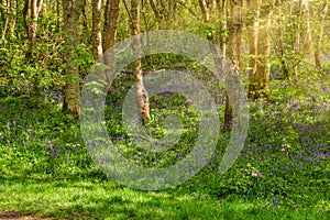 Sun Reflecting Through a Scottish Woodland with Bluebells