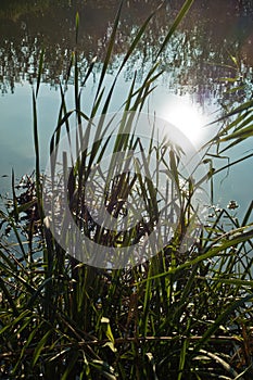 Sun reflection at swamp water on a sunny morning, protected natural swamp area of Carska bara